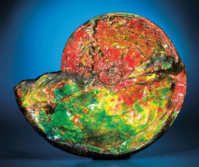 古代から来た宝物：科学標本のオークションから | WIRED.jp