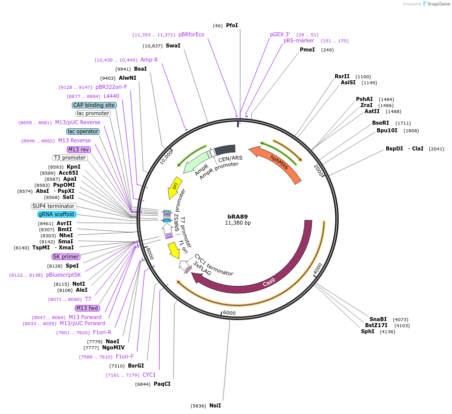 Addgene: bRA89