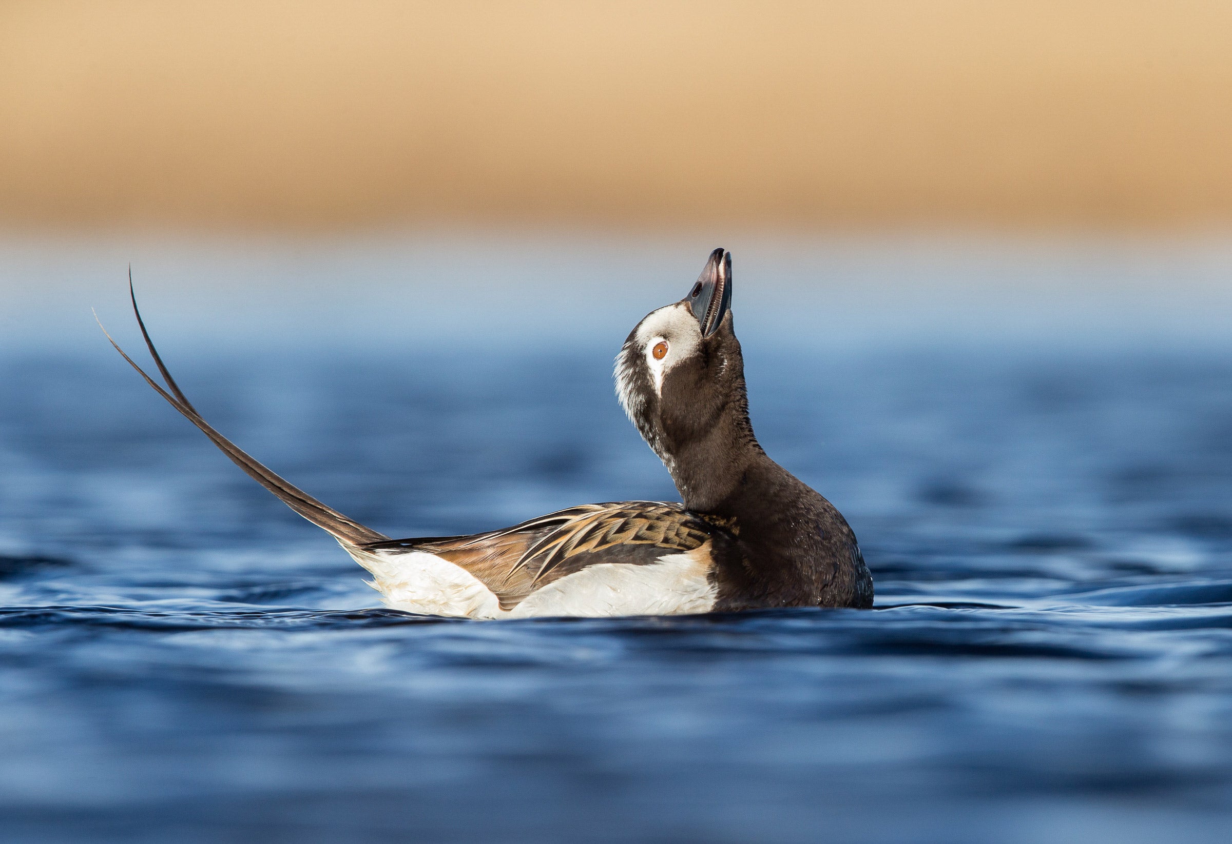 Long-tailed Duck | Audubon Field Guide