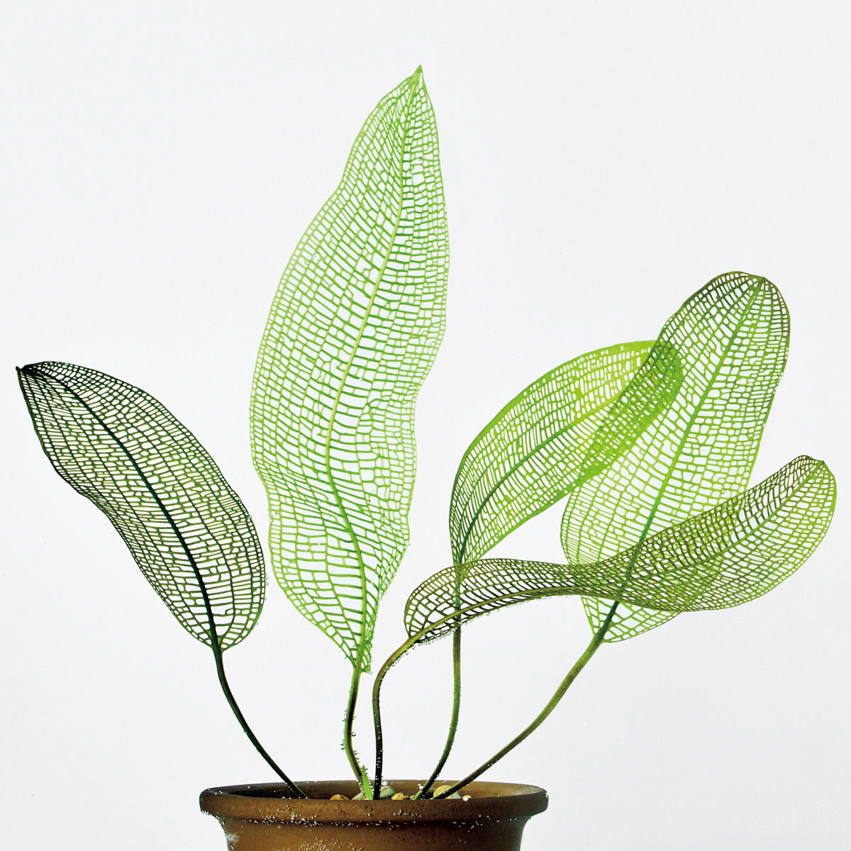 珍奇植物図鑑。水草を観葉植物のように楽しむ「水生植物