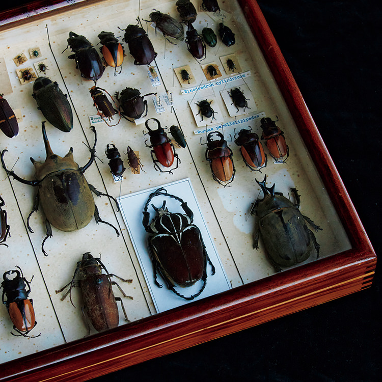 昆虫標本文化の世界史。大航海時代のエキゾティシズムから、現代日本