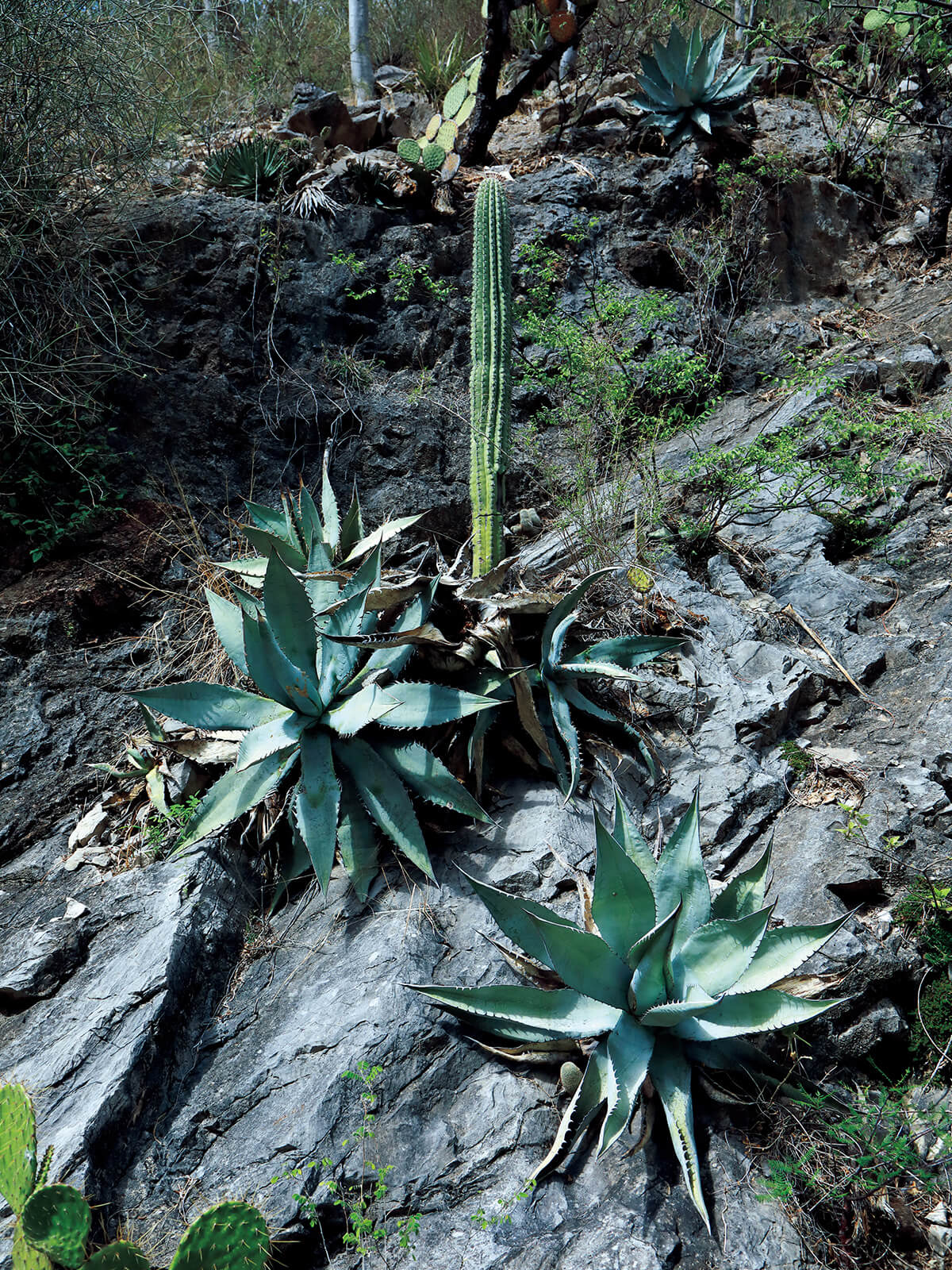 珍奇植物の聖地、メキシコ・オアハカへ | ブルータス| BRUTUS.jp