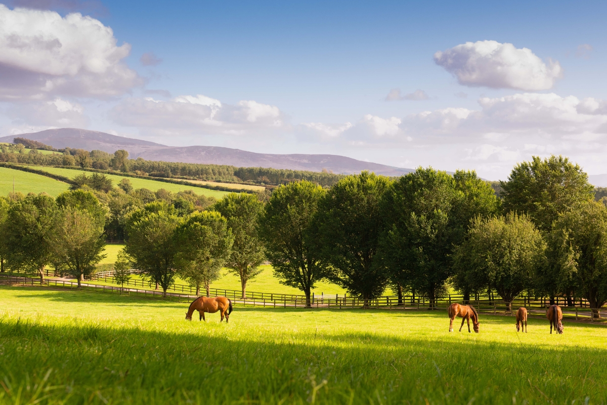 About Us | Farms私たちについて - Coolmore