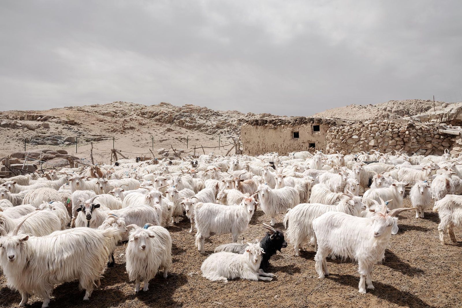 ロロ・ピアーナがカシミヤの“起源”に迫るドキュメンタリー・フィルムを
