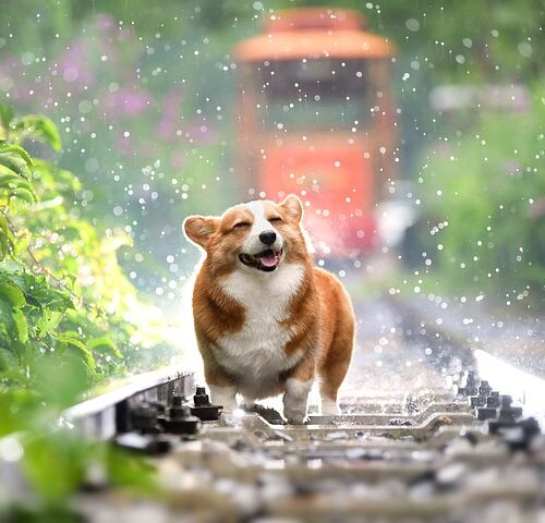 雨の日の大型犬の散歩が楽になる！犬のシャワー台、足洗い場に人気！お