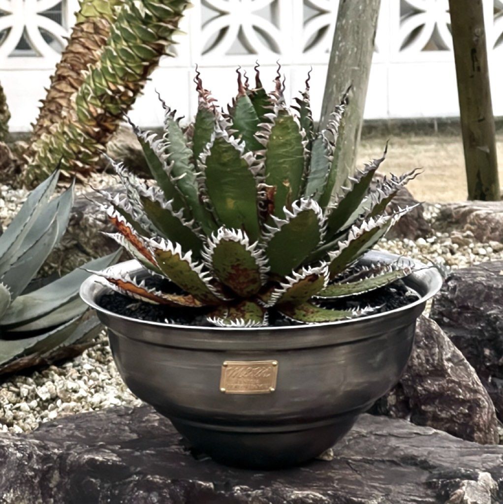 金属製 鉢 m&m NEW RELEASE by MASSES x M&M｜TYPE-5 “CONCH” from