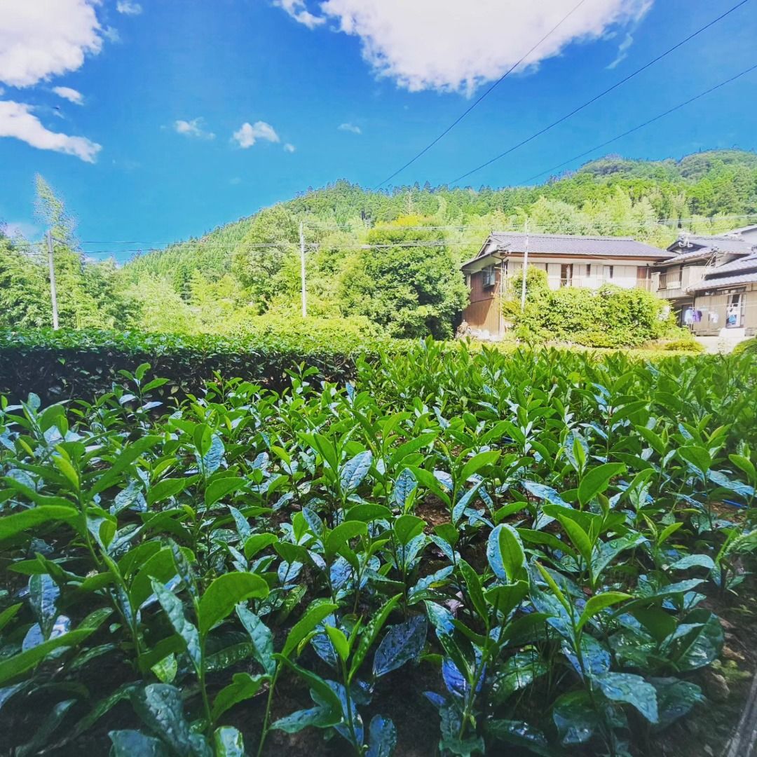 星野製茶園 抹茶 八女の華 池の白 星授 光玉の昔 高級 希少 星野製茶園