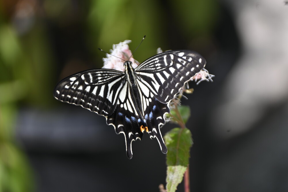 藤袴（フジバカマ）に集うアサギマダラやツマグロヒョウモンなどの蝶
