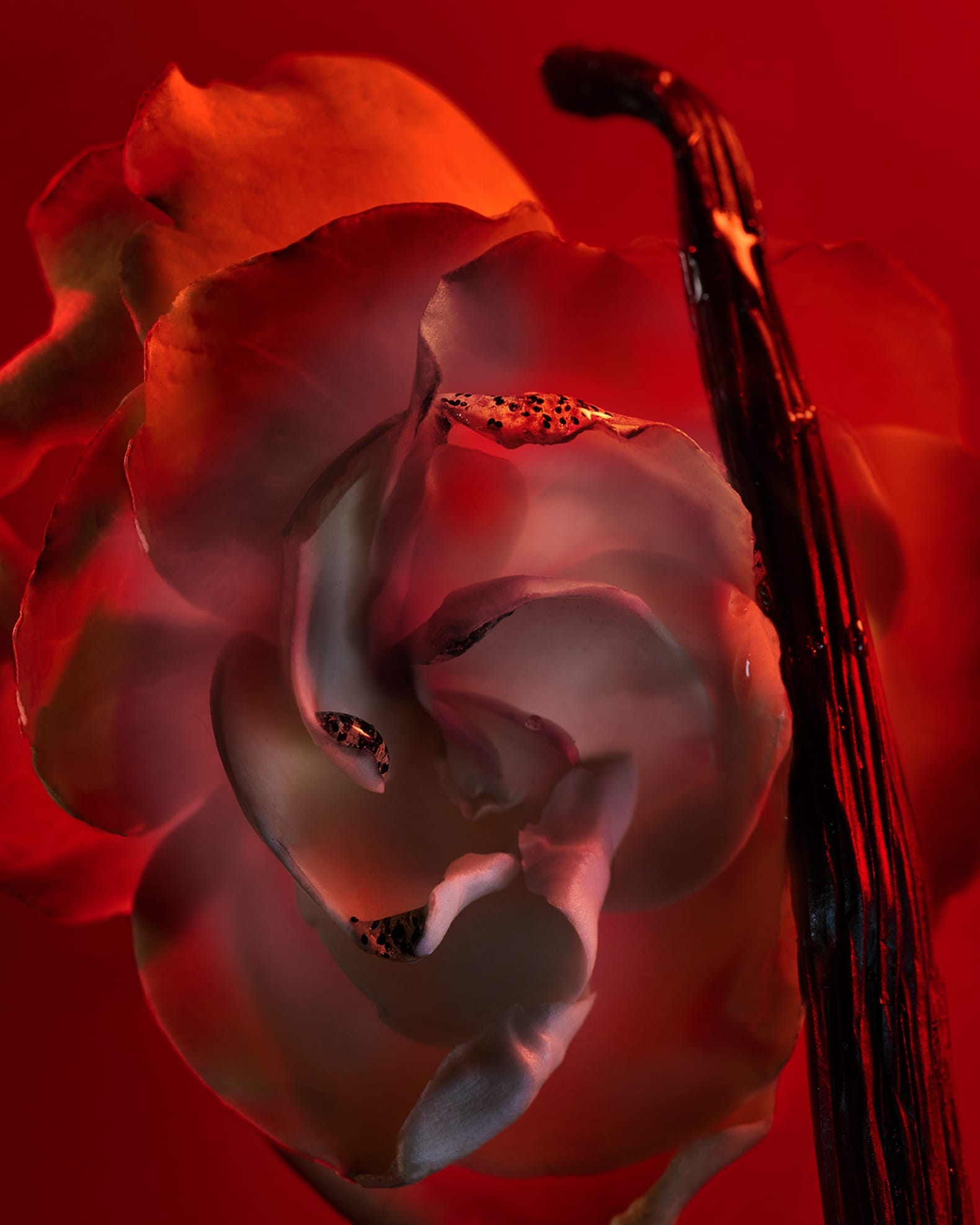 BVLGARI Allegra Baciami Eau De Parfum, 3.4 oz. | Neiman Marcus