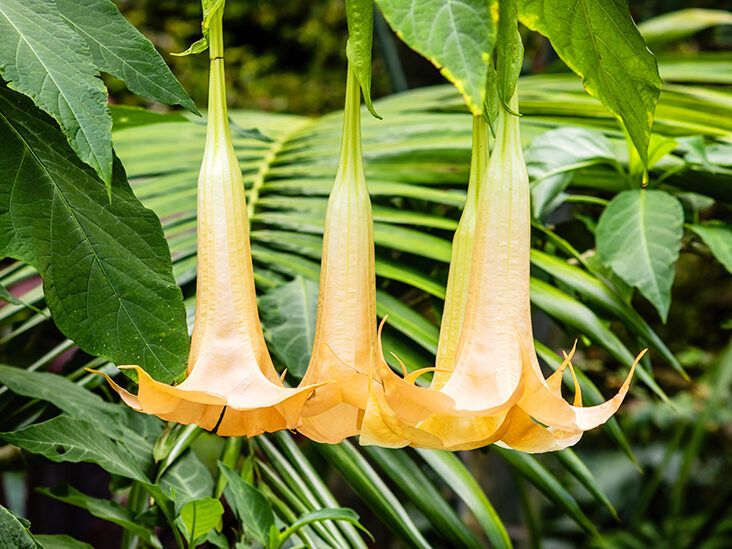 The Effects of Angel's Trumpet: Poisonous Hallucinogenic