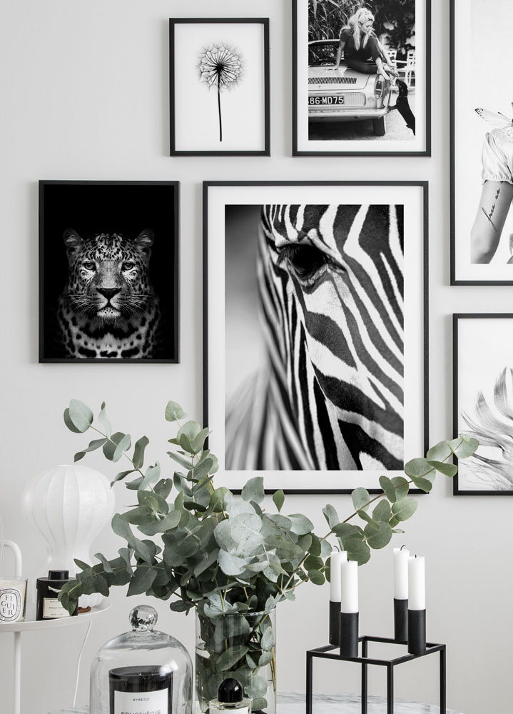 Zebra Stripes Poster in Black and White Animal Photo | Poster Store US