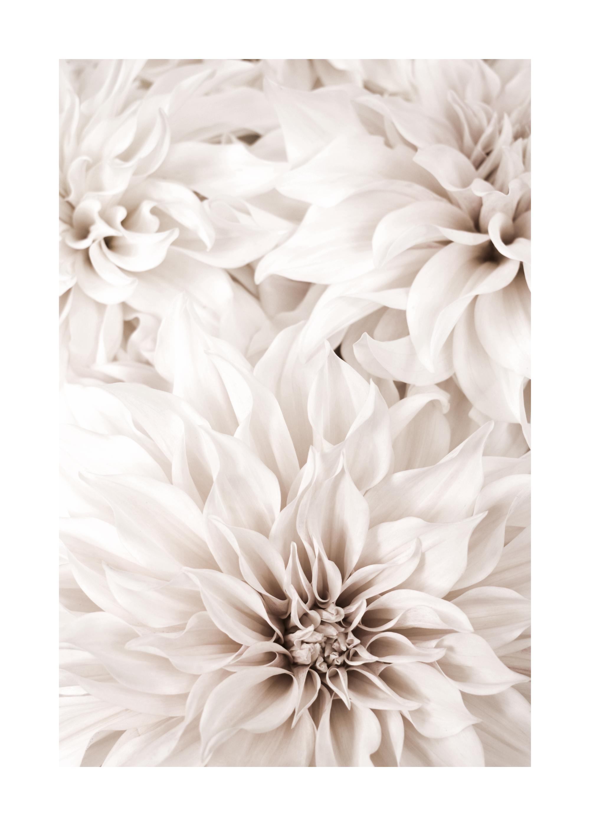 アクリル画 白いダリア アクリル画白いダリア