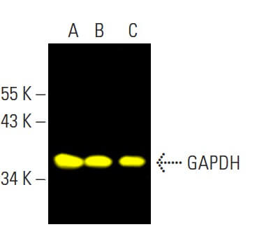 gapdh-antibody-6c5-western-