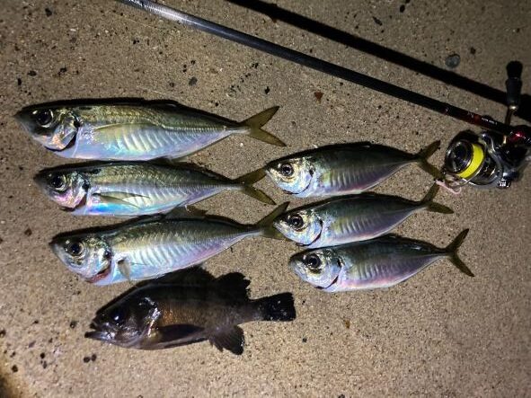 20月下美人アジング80ML‐Tはフロートメバリングにも使えるロッド