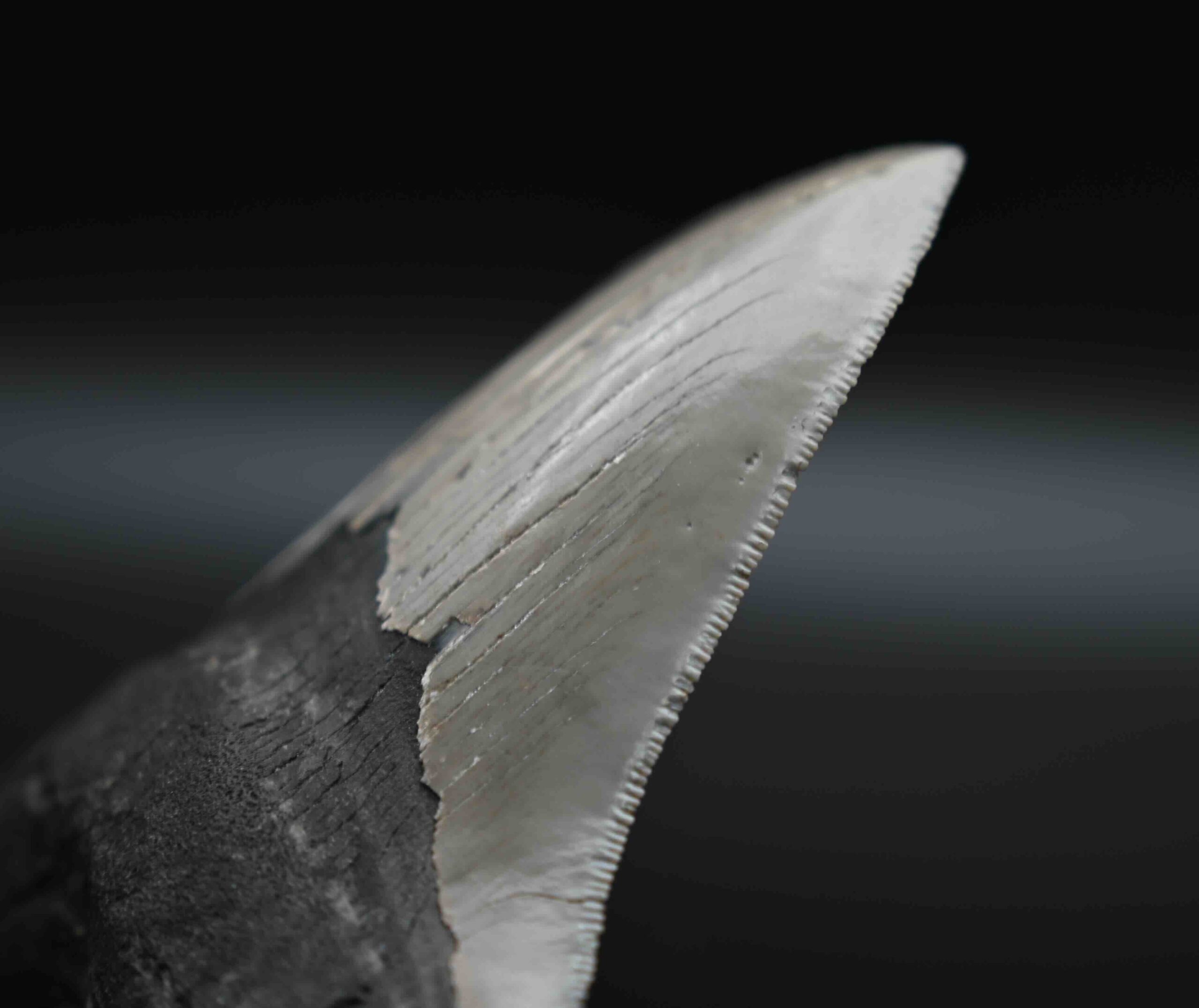 メガロドンの歯の化石 mgaz5004 | Megalodon-teeth.jp
