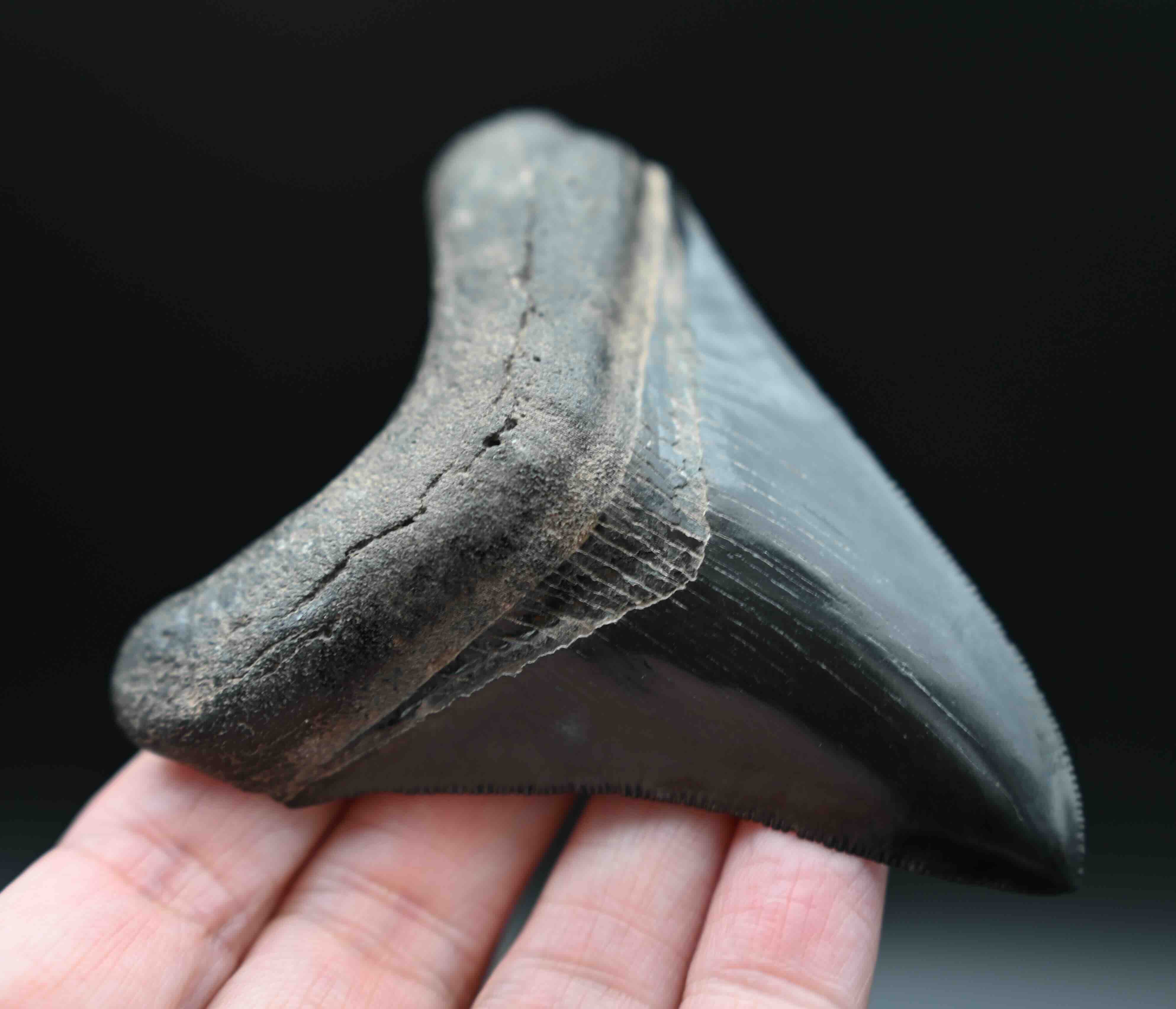 メガロドンの歯の化石 mgaz5005 | Megalodon-teeth.jp