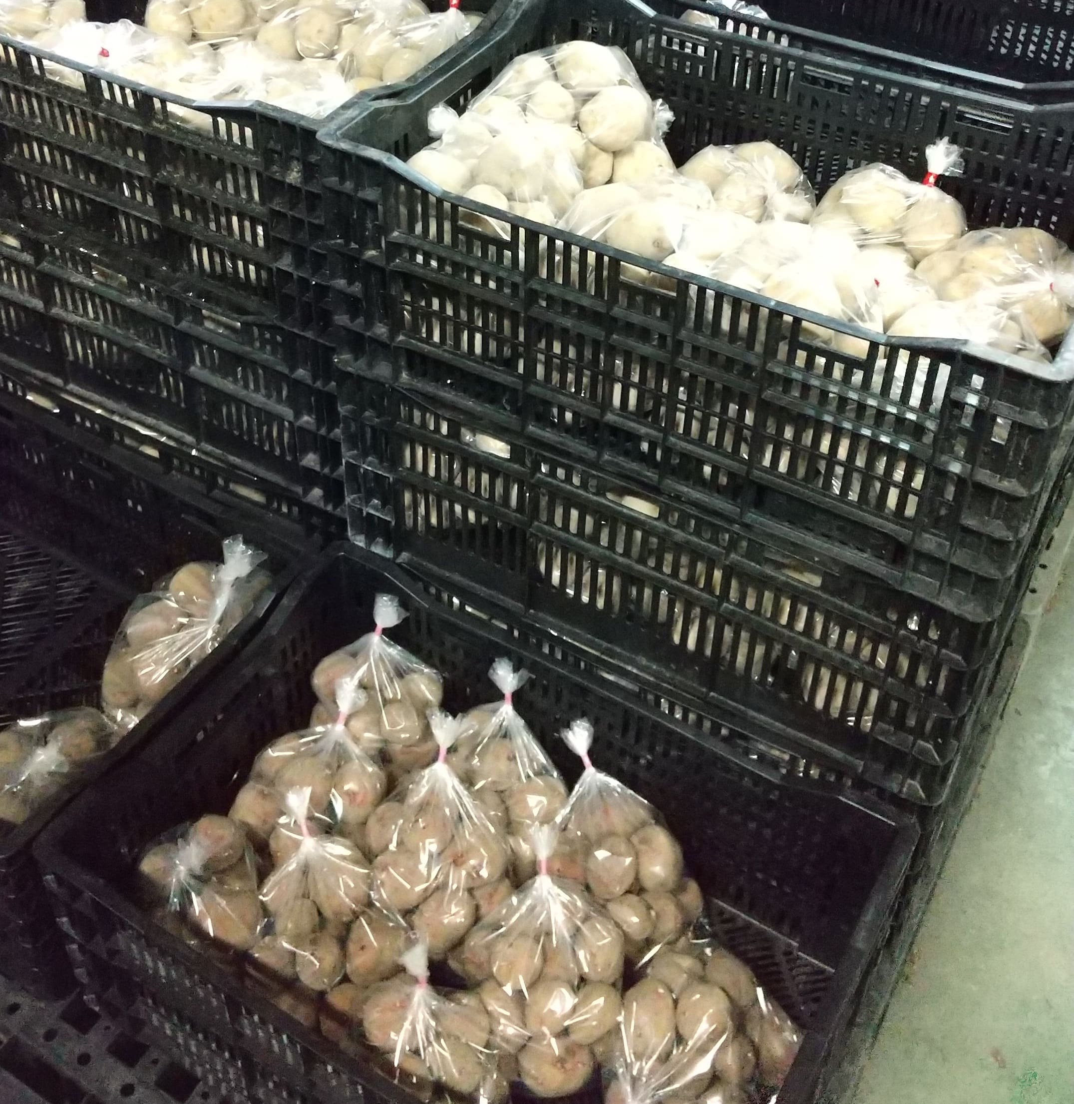 1月からジャガイモの種芋が販売中【入荷情報】 | 株式会社明幸園