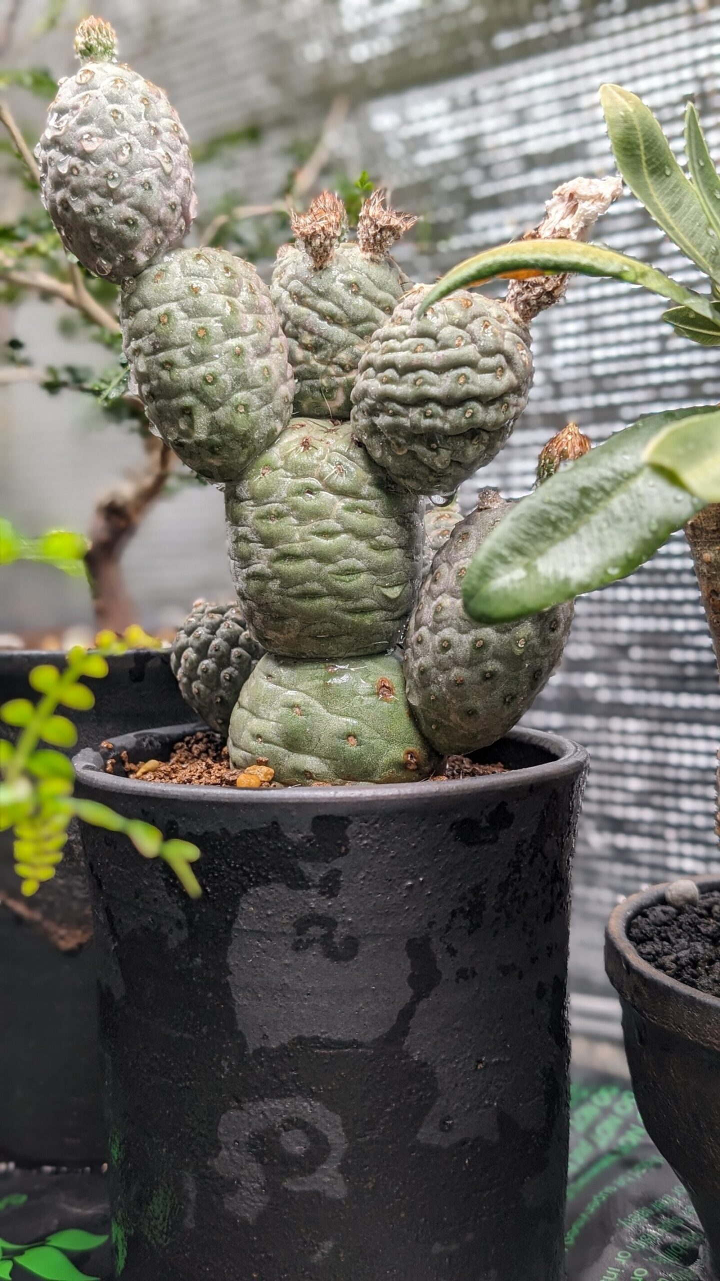 B219多頭小型 緑色 球状サボテンテフロカクタス ゲオメトリクス（13頭