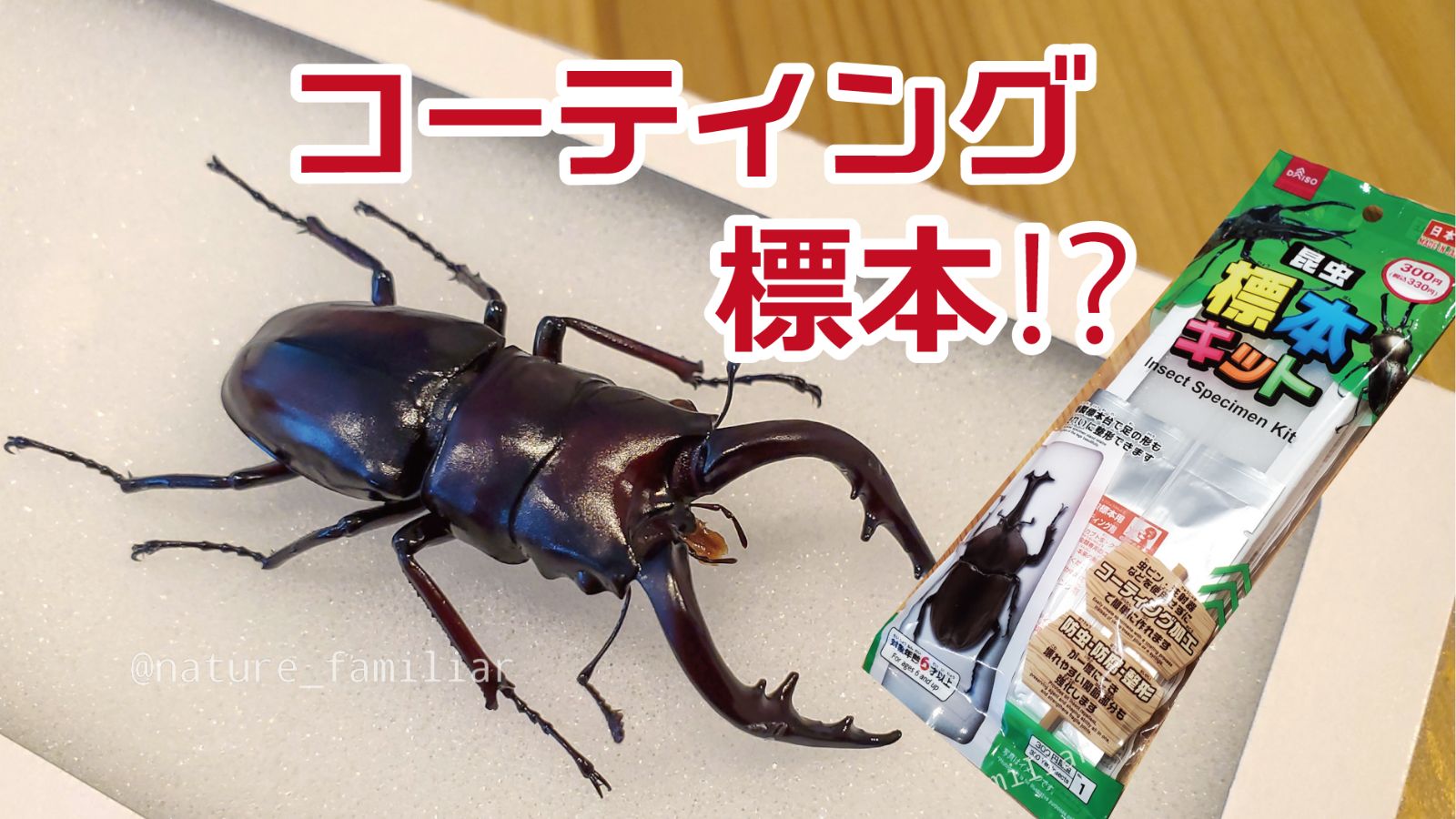 カブトムシ・クワガタ 標本の作り方 | 必殺! 三味線屋・剣次