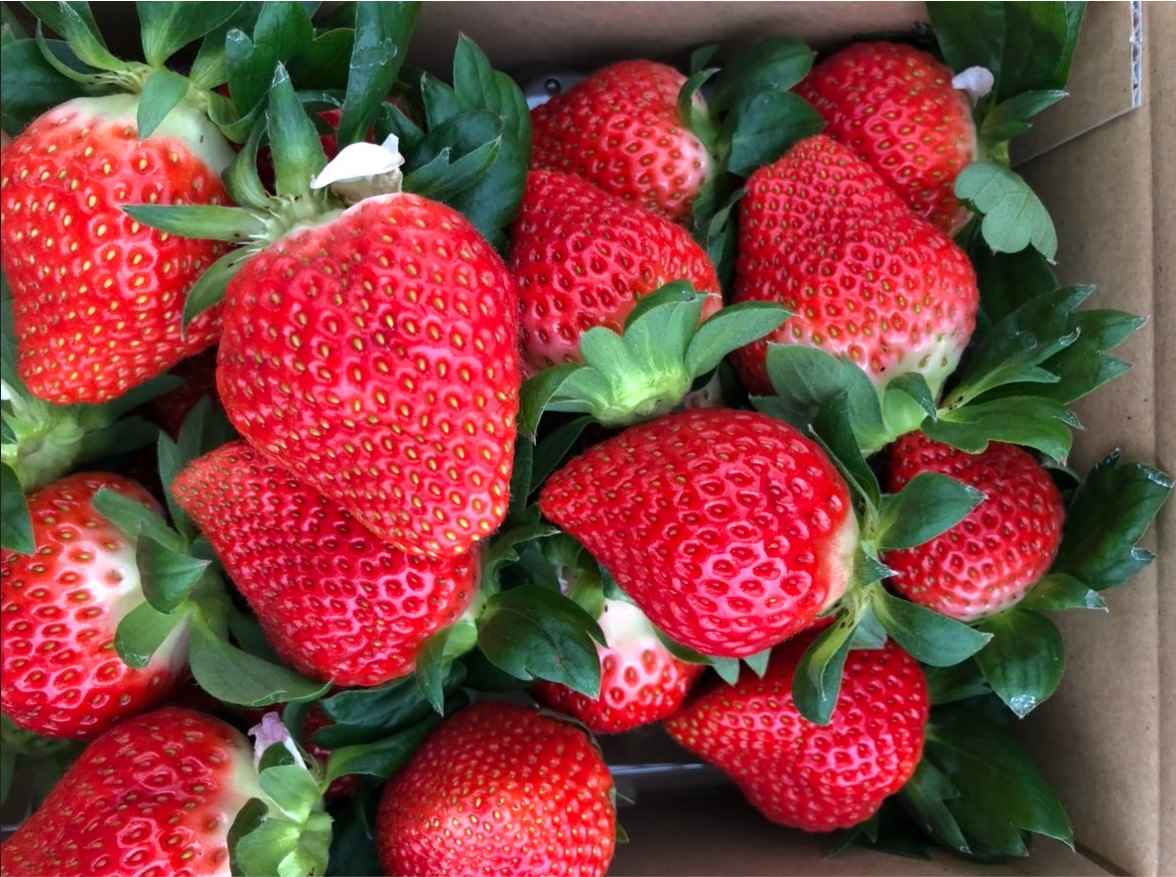 やっと見つけた！とっておきのイチゴ畑？｜スポット情報｜みなみあそ info