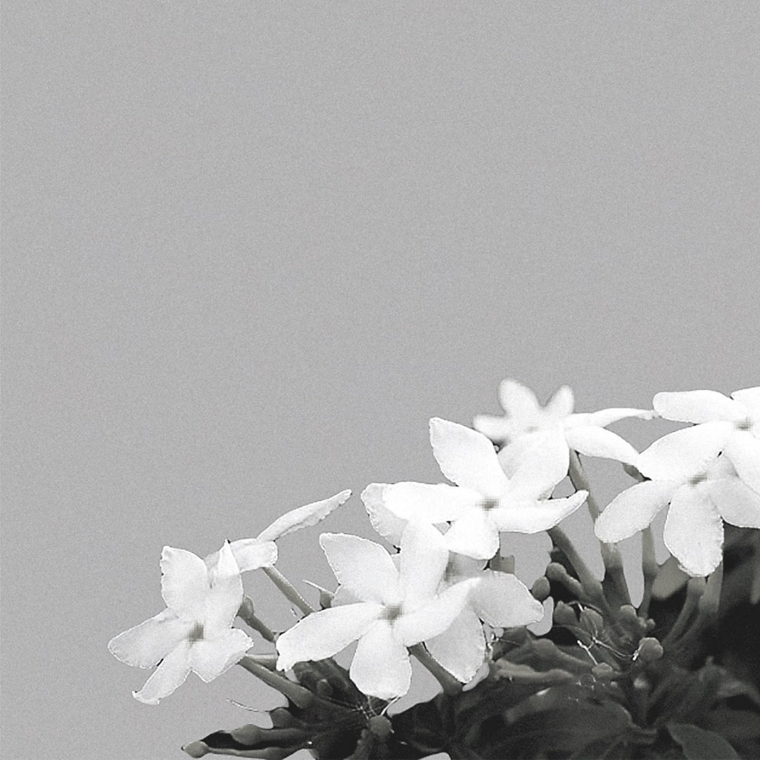 Jasmine Tea Eau de Parfum by One Day ◦ One Day Tea Exclusive