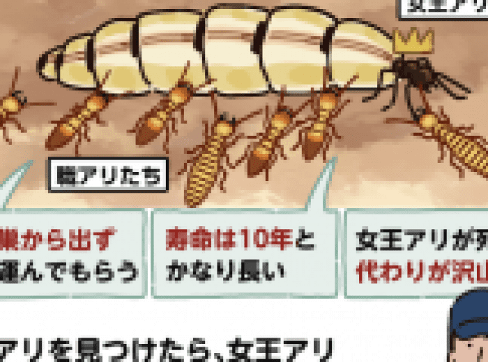 シロアリの女王は寿命が長い？繁殖力がすごいのはなぜ？ 知られざる