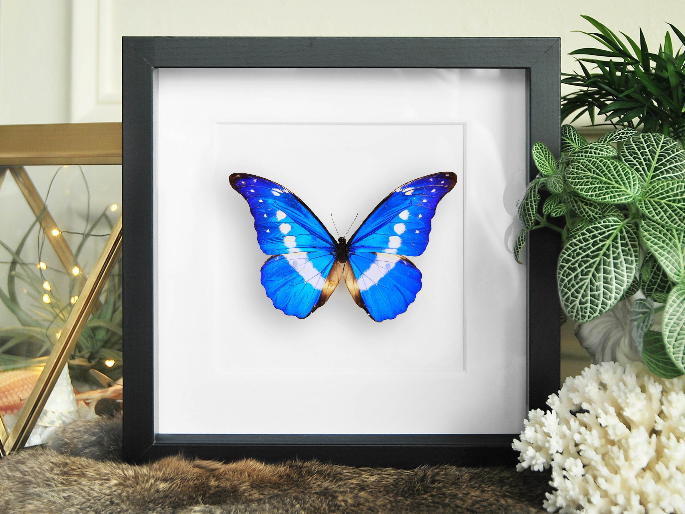 Framed real Morpho helena butterfly – Micro Giants