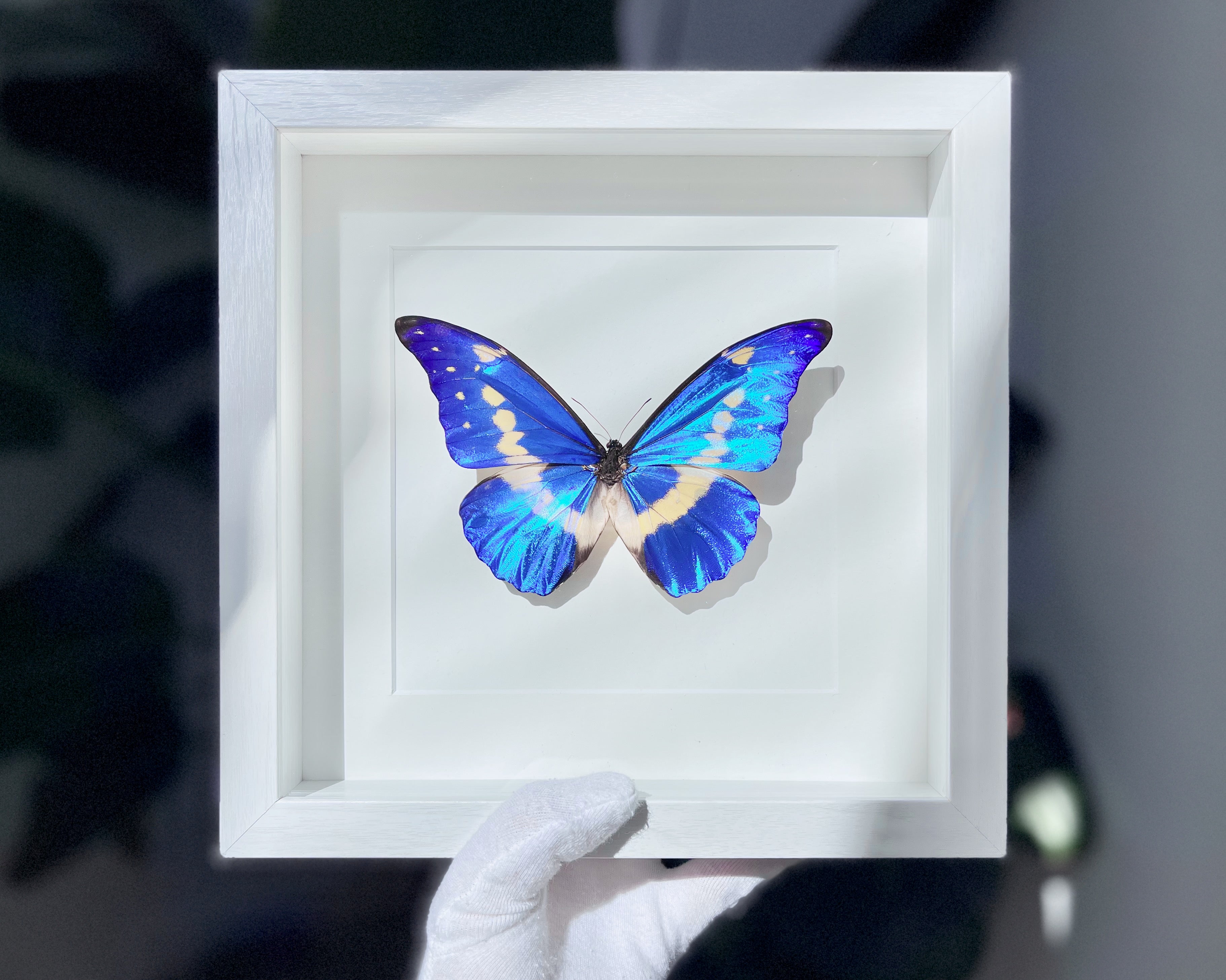 Framed real Morpho helena butterfly – Micro Giants