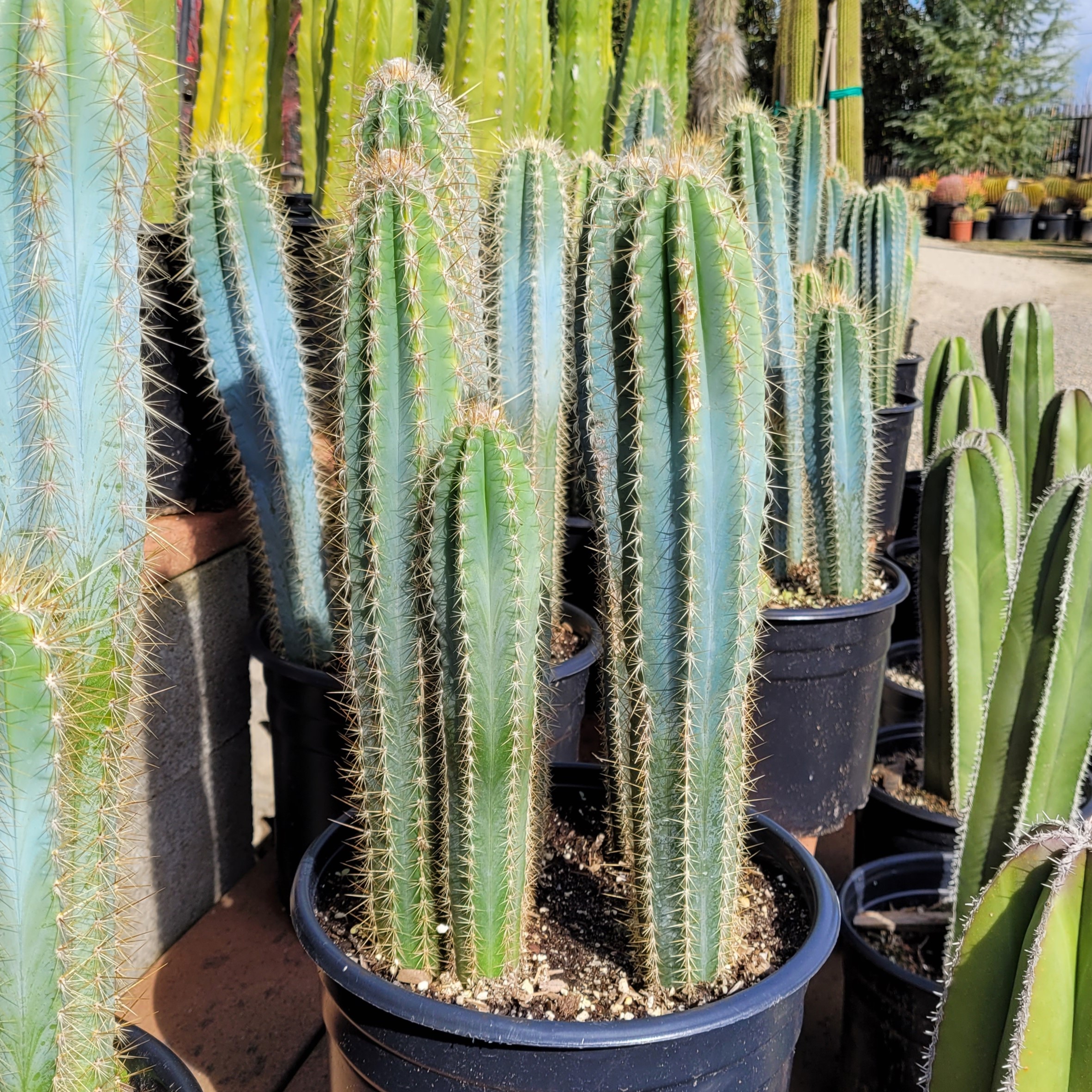 Pilosocereus pachycladus - Blue Torch Cactus - Mid Valley Trees