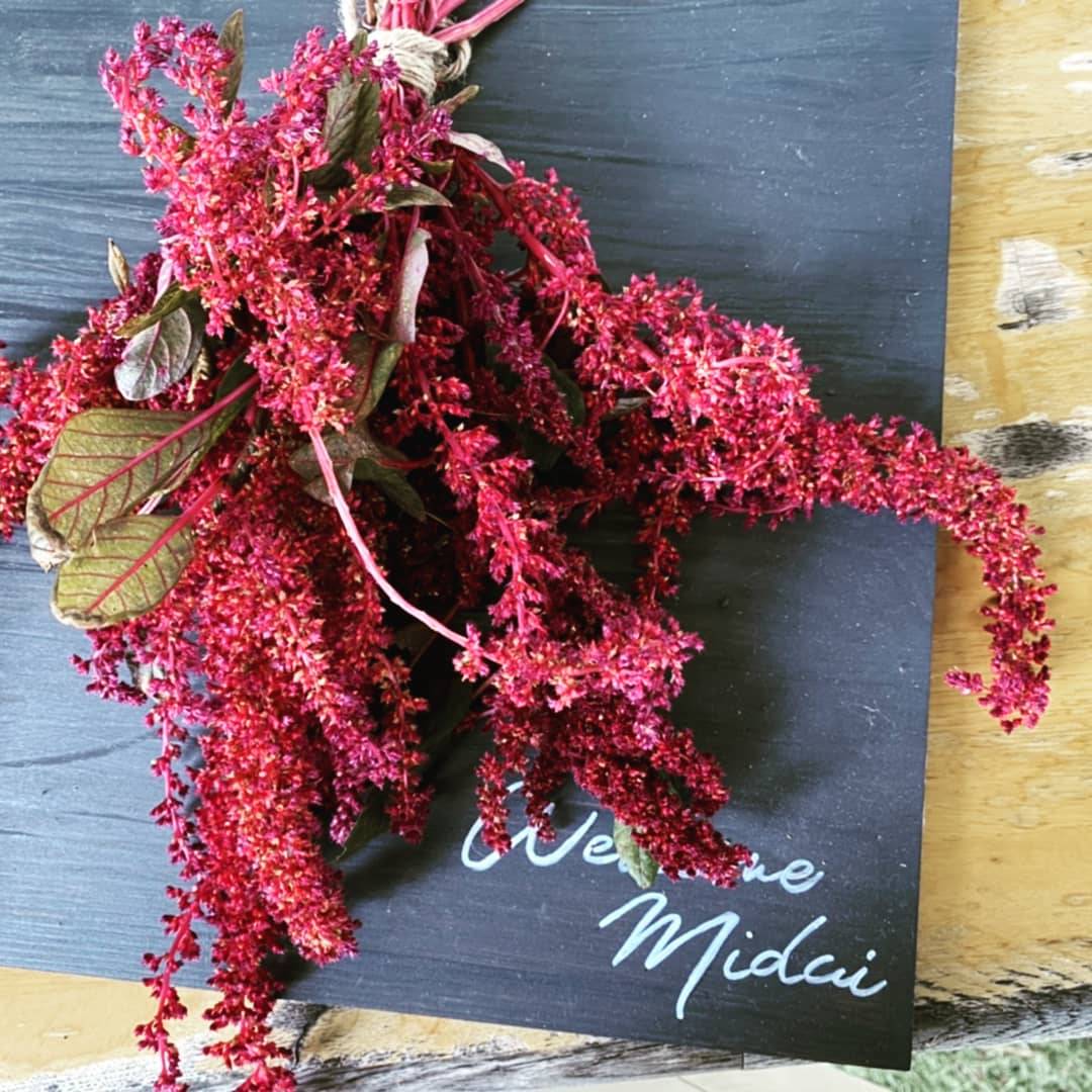 アマランサス（Amaranthus spp.） | 植物図鑑 | 御勅使南公園
