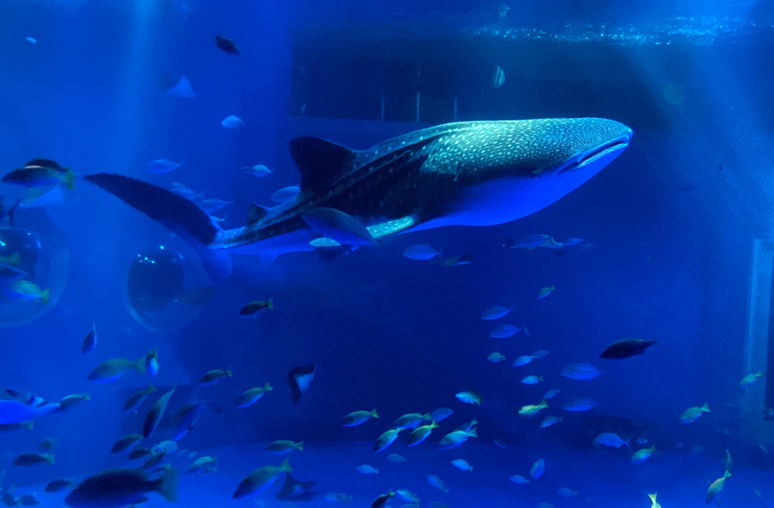 教えて！ 飼育員さん：ジンベエザメのはなし - いきもののわ