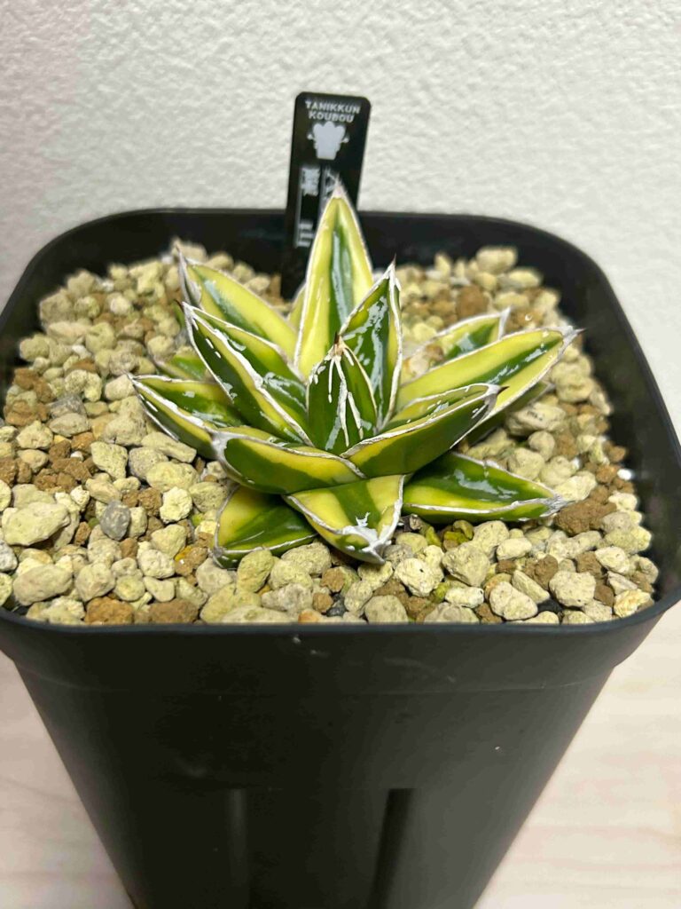 アガベ：笹の雪「輝山（きざん）」の成長記録＆育て方（更新中） | 緑
