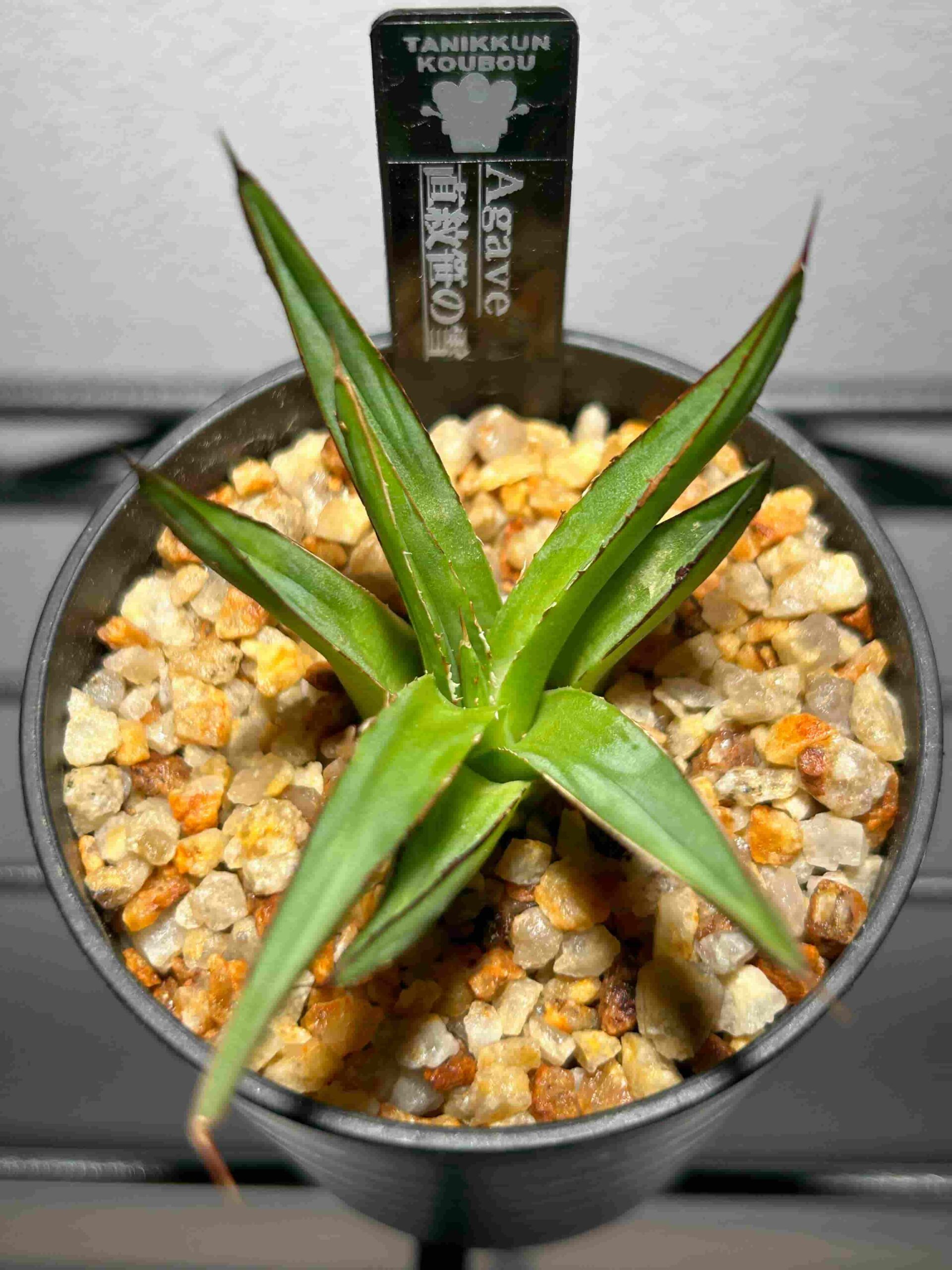 アガベ「笹の雪」（victoriae reginae）の成長記録＆育て方（更新中