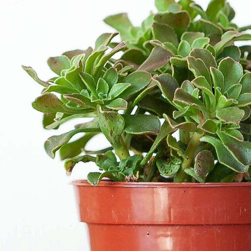 チョコチップ小型のアエオニウム｜色の変化やスポットを観察