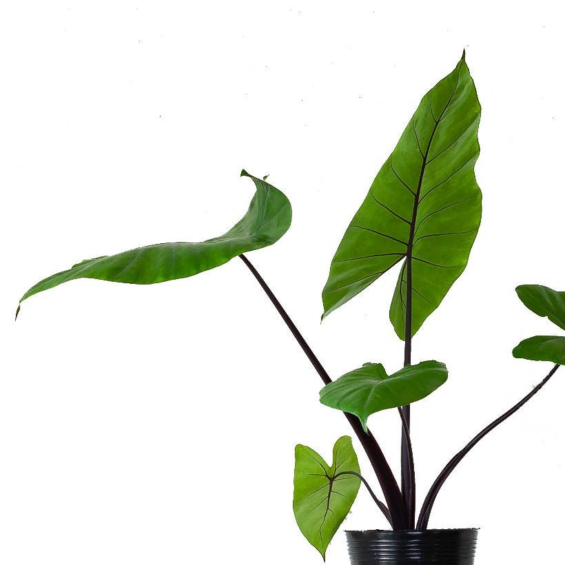 アロカシア「ブラックステム」黒い葉軸が美しい品種｜クワズイモ属