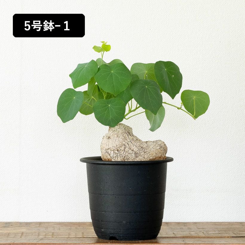 ステファニア・スベローサ（写真現品）人気の塊根植物