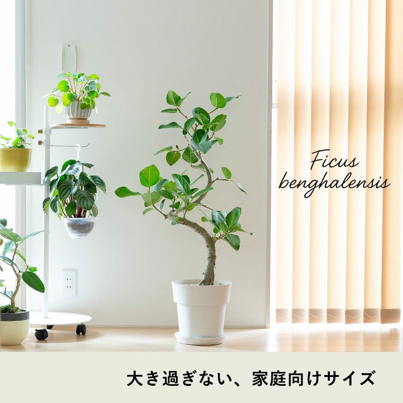 フィカス・ベンガレンシス｜大人気のゴムノキ！飾りやすい 6号鉢サイズ