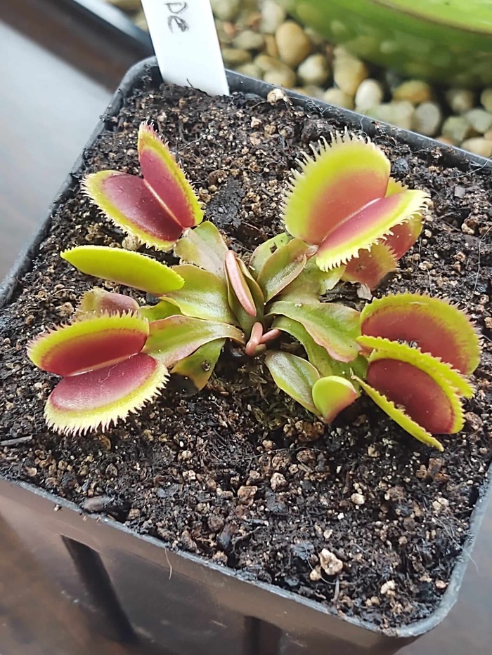 CCCP Razorblade Venus Flytrap Dionaea Pictures - Mi Flytraps