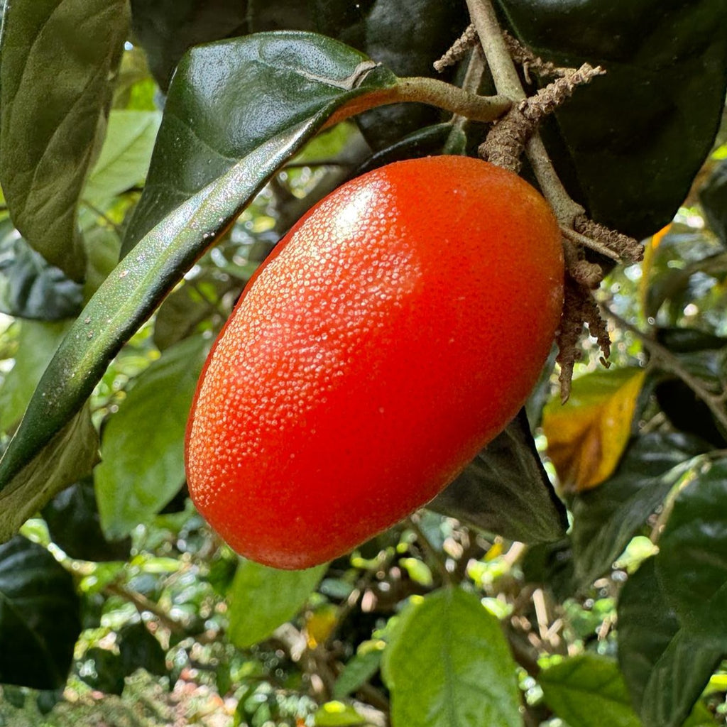 Silverberry *Pre-Order* – Miami Fruit