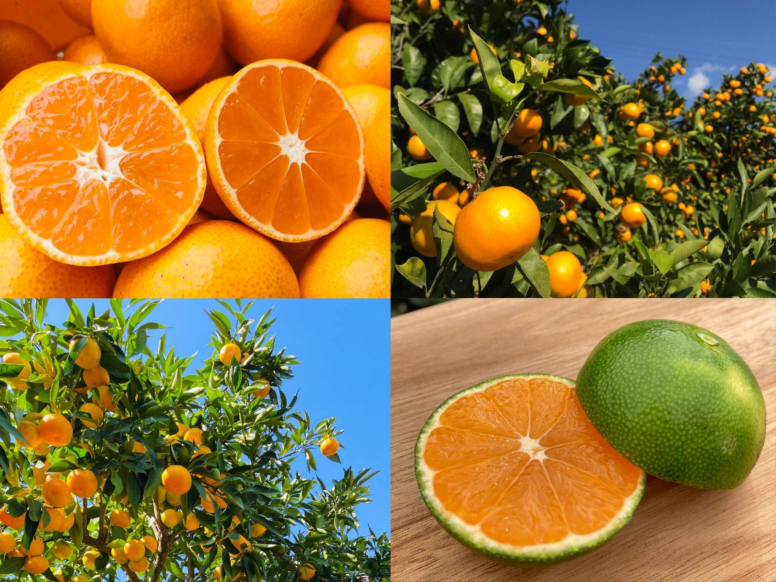 みかんのみっちゃん農園オンラインショップ