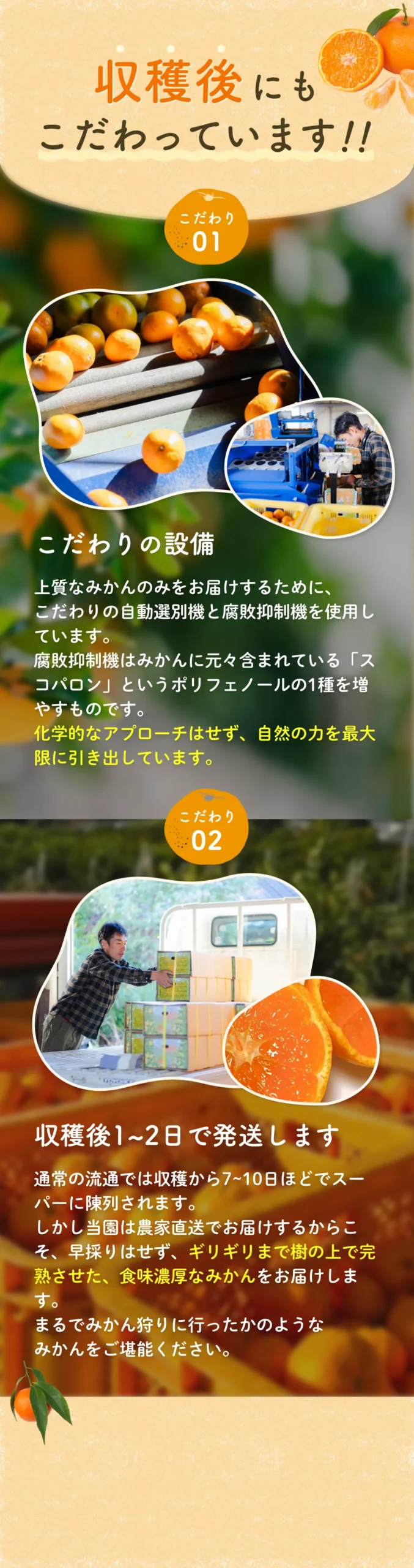 極上みかんの通信販売【農家直送】 | みかんのみっちゃん農園