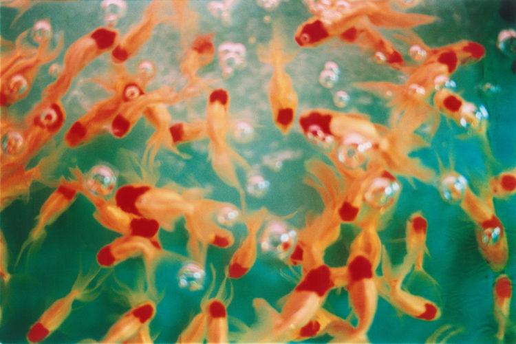 Liquid Dreams | 蜷川実花｜Mika Ninagawa