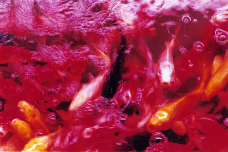 Liquid Dreams | 蜷川実花｜Mika Ninagawa