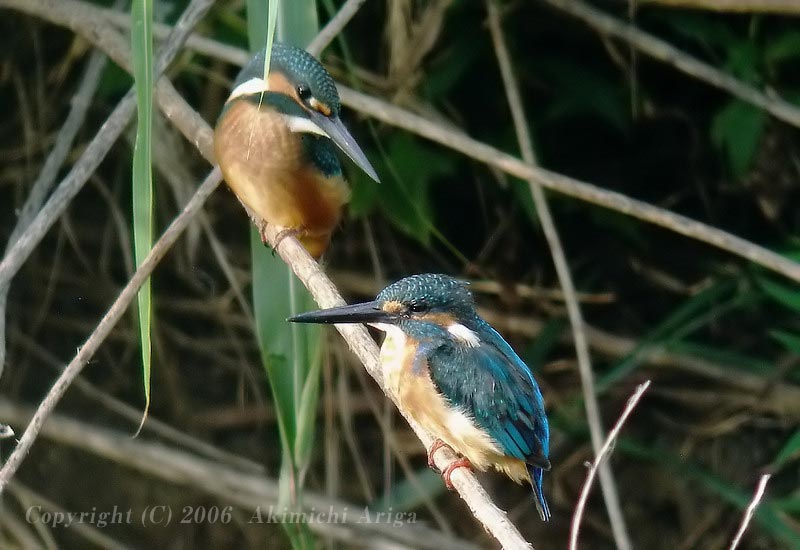 境川の野鳥、カワセミ