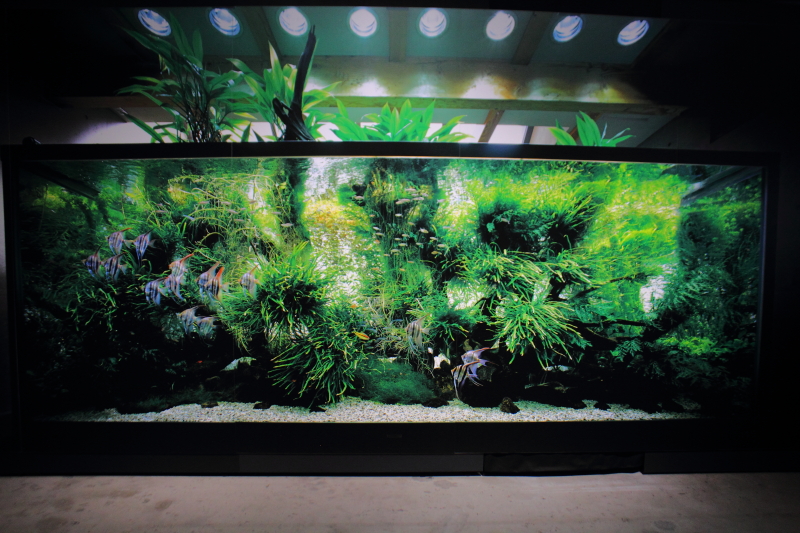 ネイチャーアクアリウム展 | 水草動画ブログ