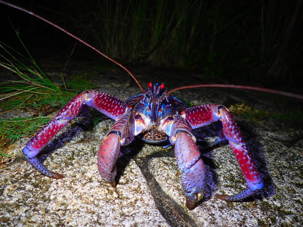 宮古島のヤシガニとは？ヤシガニツアーについて解説します！ | 宮古島