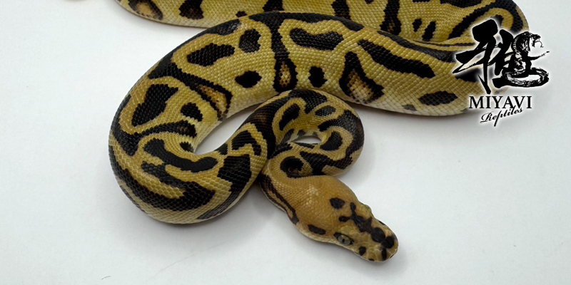 販売個体一覧 Leopard/レオパード – 千葉のボールパイソン専門店 雅