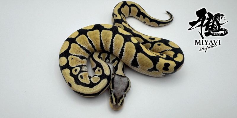 販売個体一覧 Desert Ghost/デザートゴースト – 千葉のボールパイソン