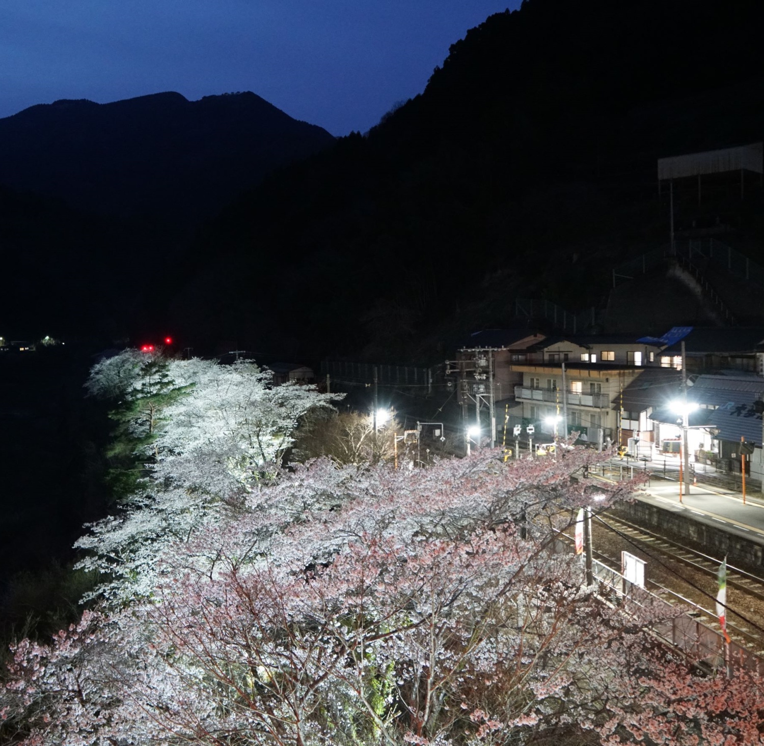 JR大歩危駅夜桜ライトアップ2023年3月20日（月曜日）から4月2日