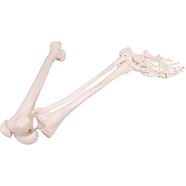 人体模型 下肢骨 大腿骨 脛骨 足骨 等身大 86cm ワイヤーつなぎ モデル